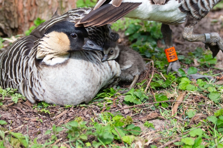 Nene with gosling, credit WWT and Rebecca Taylor.jpg